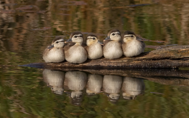 Birds on log reflection forest free wallpaper for desktop - medium preview image
