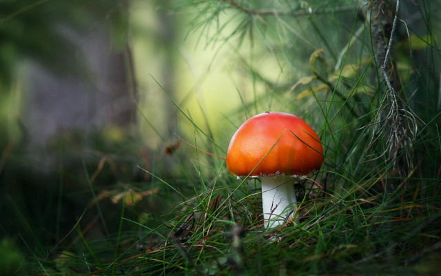 Red mushroom grass woods blurry free wallpaper for desktop - medium preview image