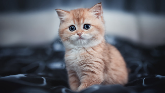 Orange kitten blue eyes blurry free wallpaper for desktop - medium preview image