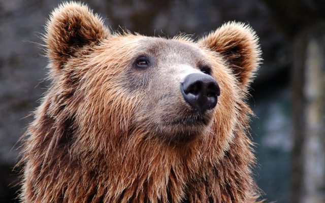 Brown bear closeup furry art free wallpaper for desktop - medium preview image