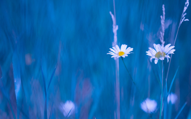 White flower blue sky water #2 free wallpaper for desktop - medium preview image