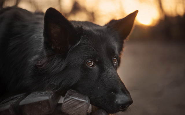 Black dog fence sunset portrait free wallpaper for desktop - medium preview image