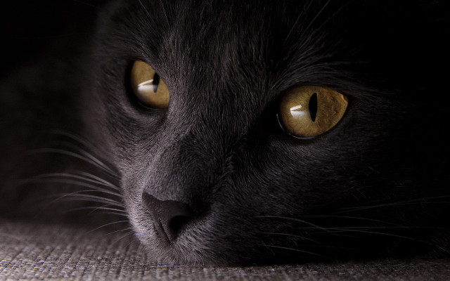 Black cat yellow eyes couch #3 free wallpaper for desktop - medium preview image