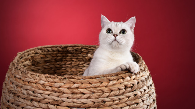 White cat woven basket red free wallpaper for desktop - medium preview image