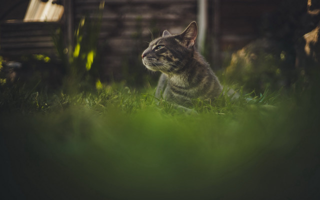 Cat grass tiltshift nature bench free wallpaper for desktop - medium preview image