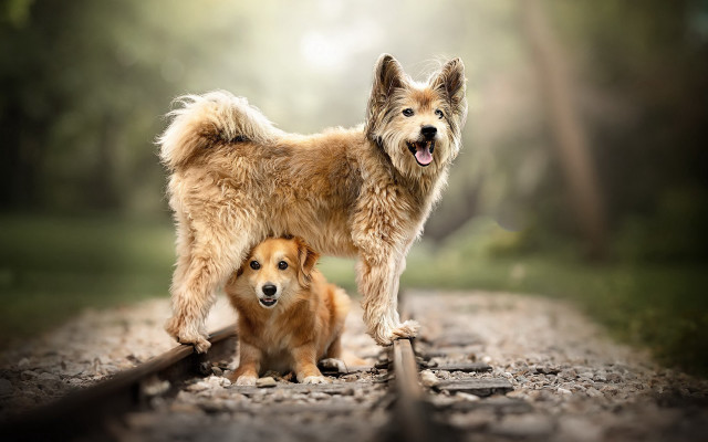 Shiba inu dogs road trees free wallpaper for desktop - medium preview image