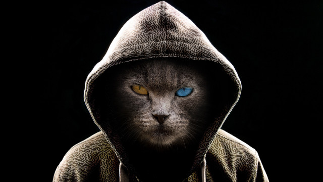 Black cat blue eyes hooded free wallpaper for desktop - medium preview image