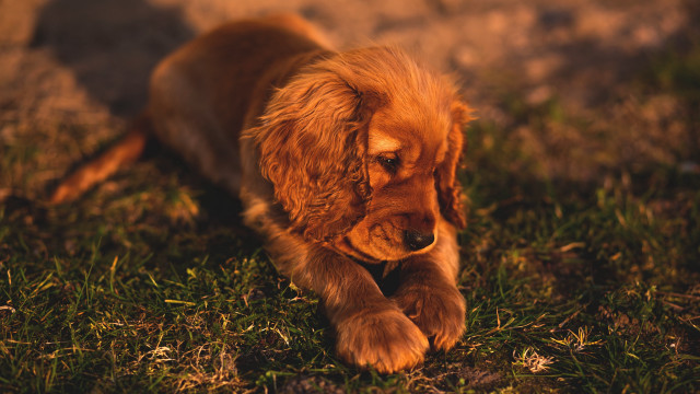 Small brown dog laying green free wallpaper for desktop - medium preview image