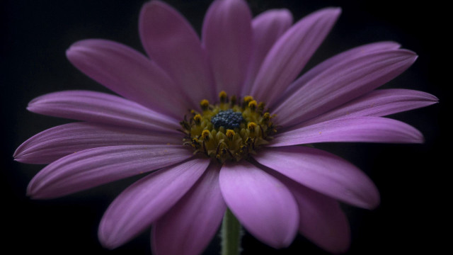 Purple flower yellow center black free wallpaper for desktop - medium preview image