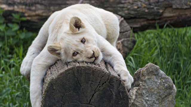 White tiger tree stump grass free wallpaper for desktop - medium preview image