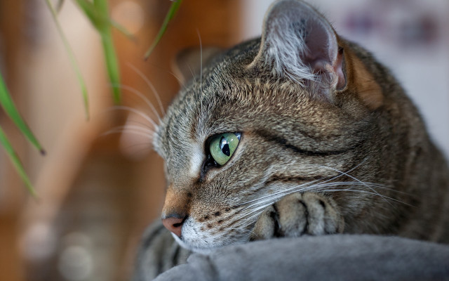 Cat green eyes laying couch free wallpaper for desktop - medium preview image