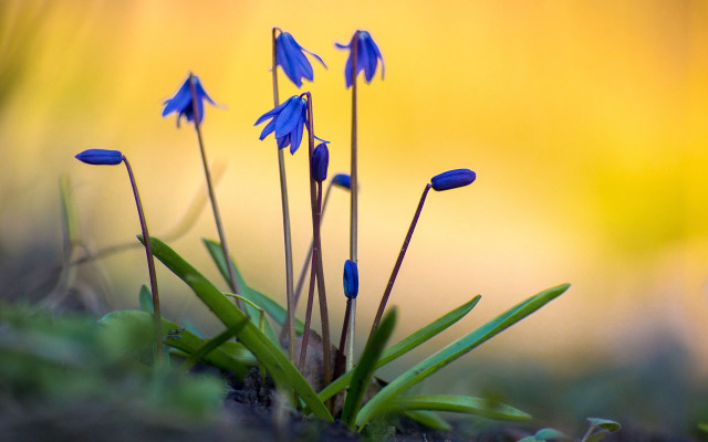 Blue flowers field grass sunset free wallpaper for desktop - medium preview image