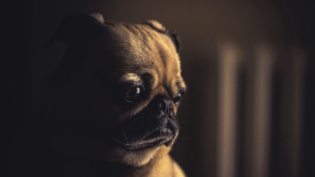 Small dog sad look dark free wallpaper for desktop - medium preview image