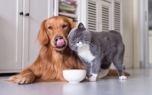 Dog cat kitchen food bowl free wallpaper for desktop - medium preview image