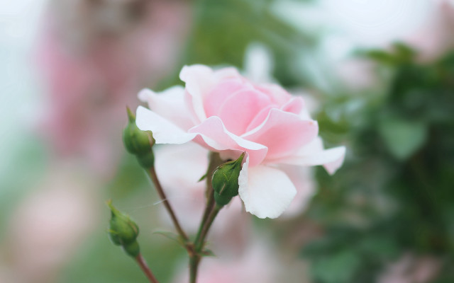 Pink rose garden bokeh macro #6 free wallpaper for desktop - medium preview image