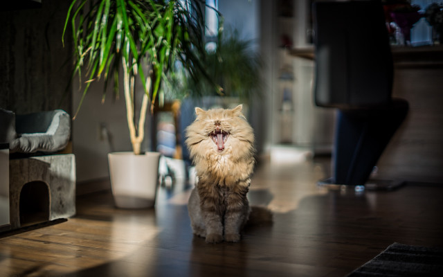 Cat yawning potted plant blurry free wallpaper for desktop - medium preview image