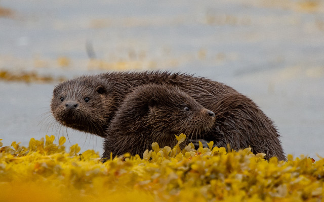 Wet otters in grass looking free wallpaper for desktop - medium preview image