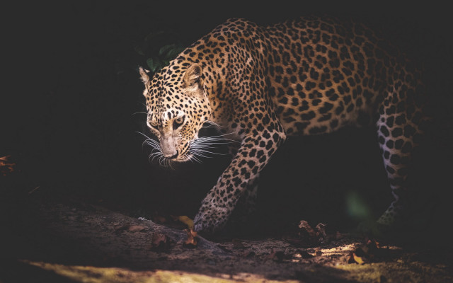 Leopard forest night walking eyes free wallpaper for desktop - medium preview image