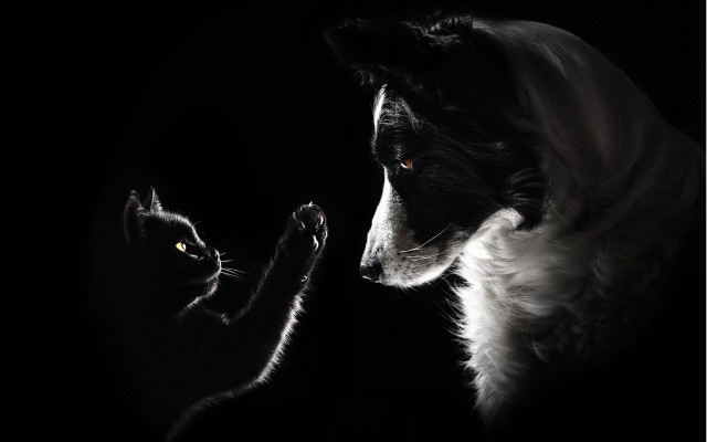 Cat dog monochrome dark touching free wallpaper for desktop - medium preview image