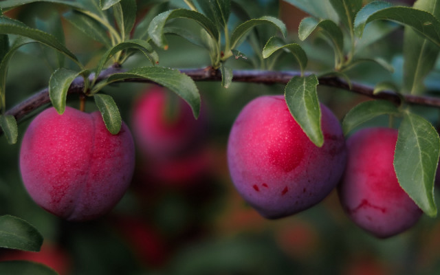 Branch ripe plums leaves red free wallpaper for desktop - medium preview image