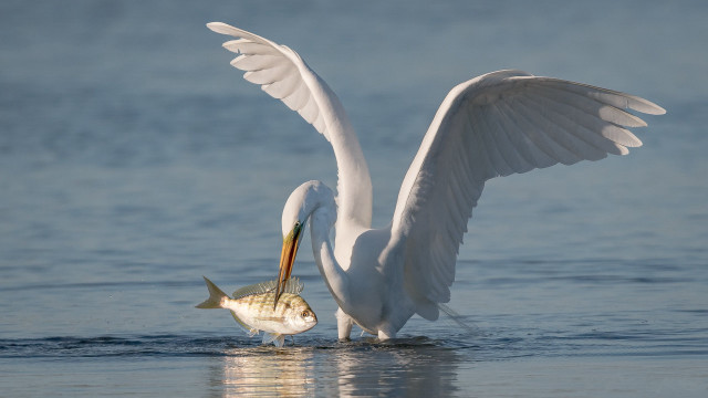 Seagull fish wings water beach free wallpaper for desktop - medium preview image