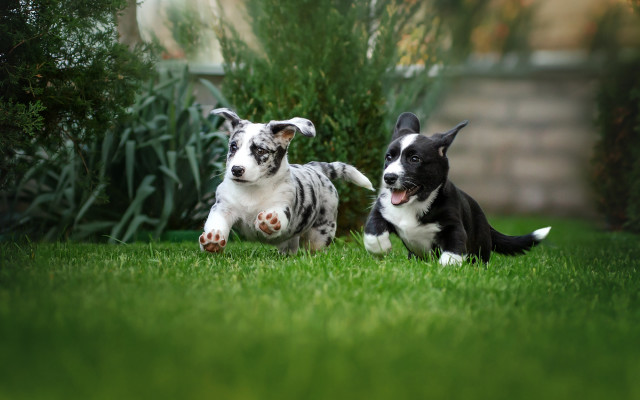 Dogs playing grass yard bush free wallpaper for desktop - medium preview image