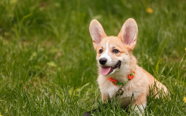 Dog grass toy blurry nature free wallpaper for desktop - medium preview image