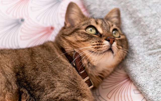 Cat lying blanket collar eyes free wallpaper for desktop - medium preview image