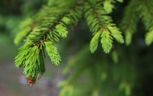 Pine branch bokeh nature shallow free wallpaper for desktop - medium preview image