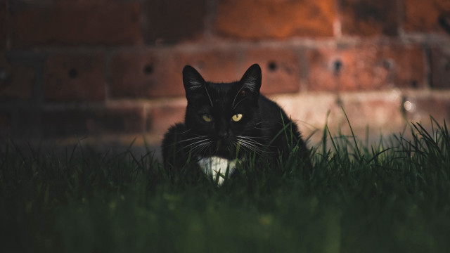 Black cat grass brick wall free wallpaper for desktop - medium preview image