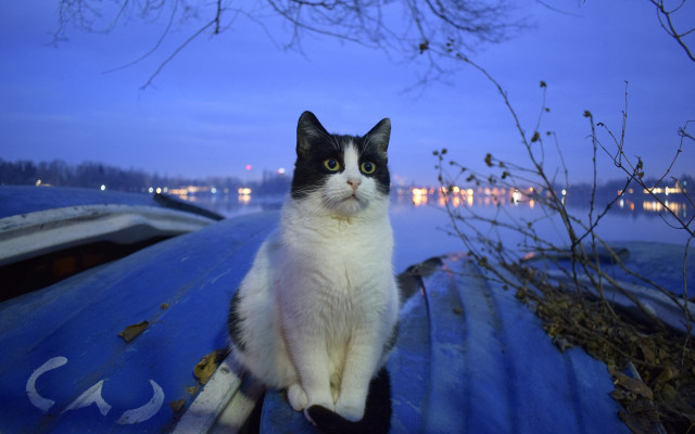 Black white cat blue boat free wallpaper for desktop - medium preview image