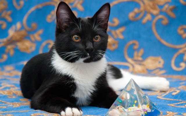 Black cat birthday hat tablecloth free wallpaper for desktop - medium preview image