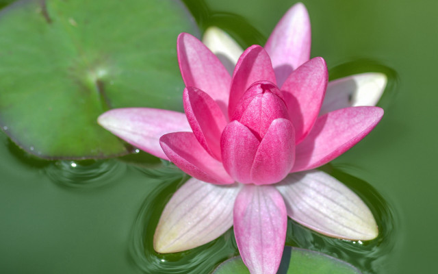 Pink flower green pond leaves free wallpaper for desktop - medium preview image