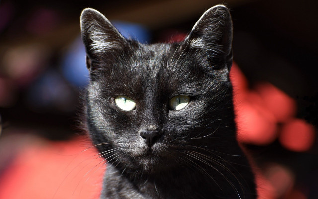 Black cat green eyes vanitas #2 free wallpaper for desktop - medium preview image