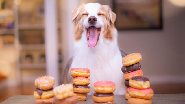 Dog doughnuts happy furry food free wallpaper for desktop - medium preview image