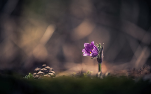 Purple flower woods macro art free wallpaper for desktop - medium preview image