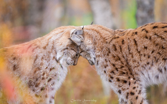 Wild cats woodland rubbing blurry free wallpaper for desktop - medium preview image