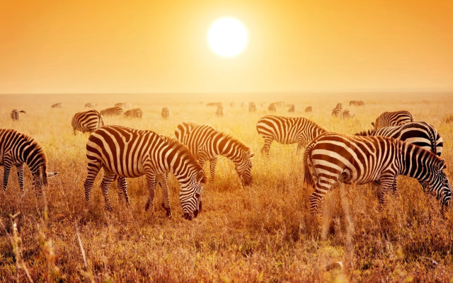 Zebras grazing sunset horizon nature free wallpaper for desktop - medium preview image