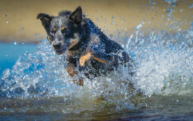 Dog running water splash starry free wallpaper for desktop - medium preview image