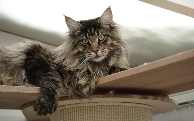 Serious cat on wooden table free wallpaper for desktop - medium preview image