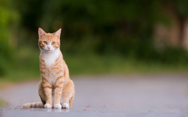 Cat staring outdoor blurry background free wallpaper for desktop - medium preview image