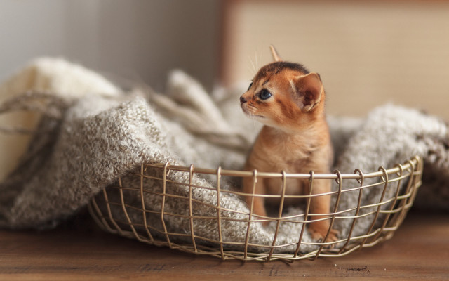 Kitten basket adorable blurry background free wallpaper for desktop - medium preview image