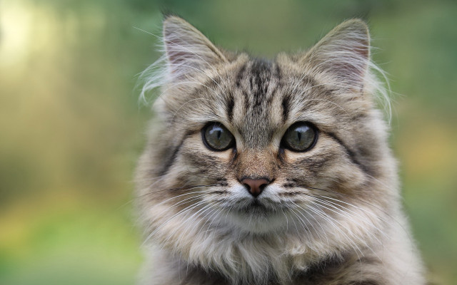 Sad cat blurry background symmetrical free wallpaper for desktop - medium preview image