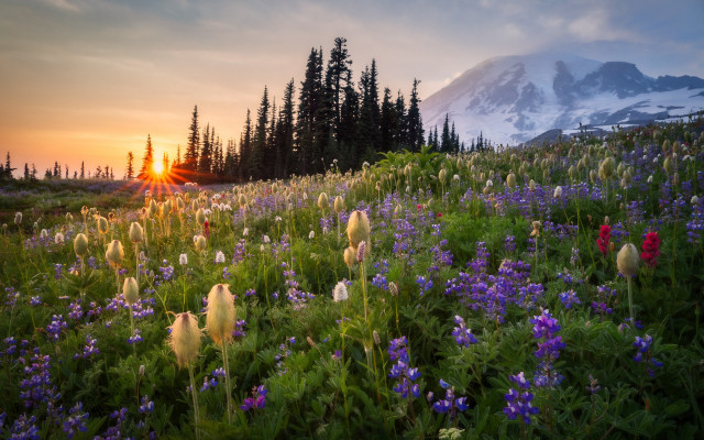 Sunset wildflowers mountain forest field free wallpaper for desktop - medium preview image