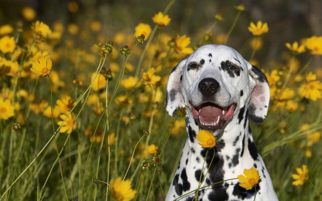 Dalmatian yellow flower field cheerful free wallpaper for desktop - medium preview image