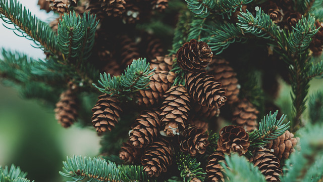 Pine cones closeup nature blurry free wallpaper for desktop - medium preview image