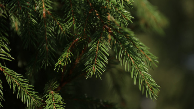 Pine needle branch blurry background #2 free wallpaper for desktop - medium preview image