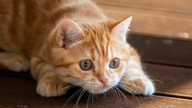Cat wooden floor wideeyes photorealistic free wallpaper for desktop - medium preview image