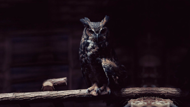 Owl branch dark room wooden free wallpaper for desktop - medium preview image