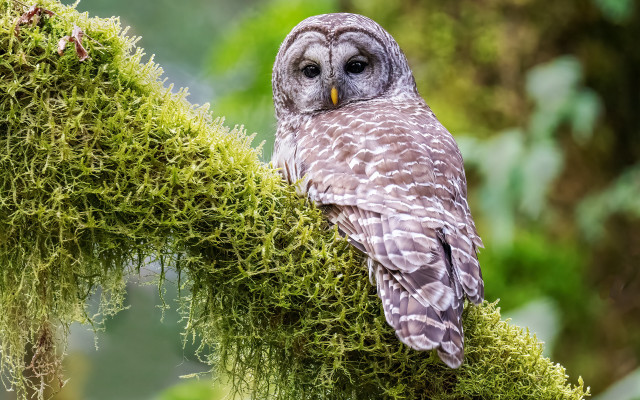 Owl perched mossy branch sad free wallpaper for desktop - medium preview image